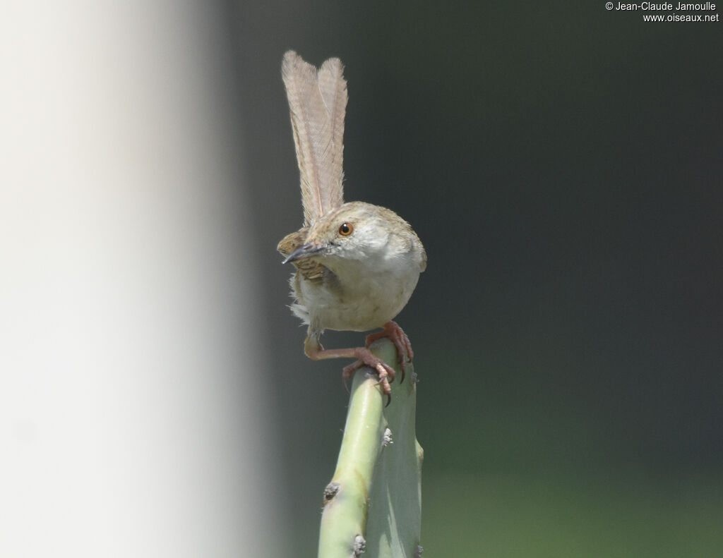 Prinia délicateadulte