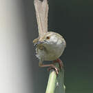 Prinia délicate