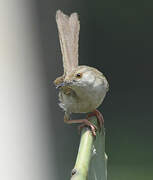 Delicate Prinia