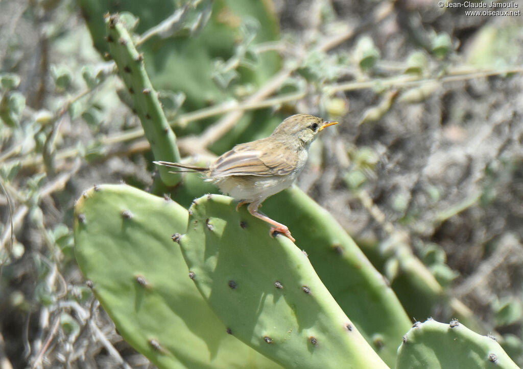 Prinia délicatejuvénile