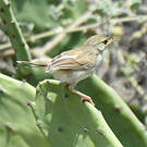 Prinia délicate