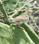 Prinia délicate