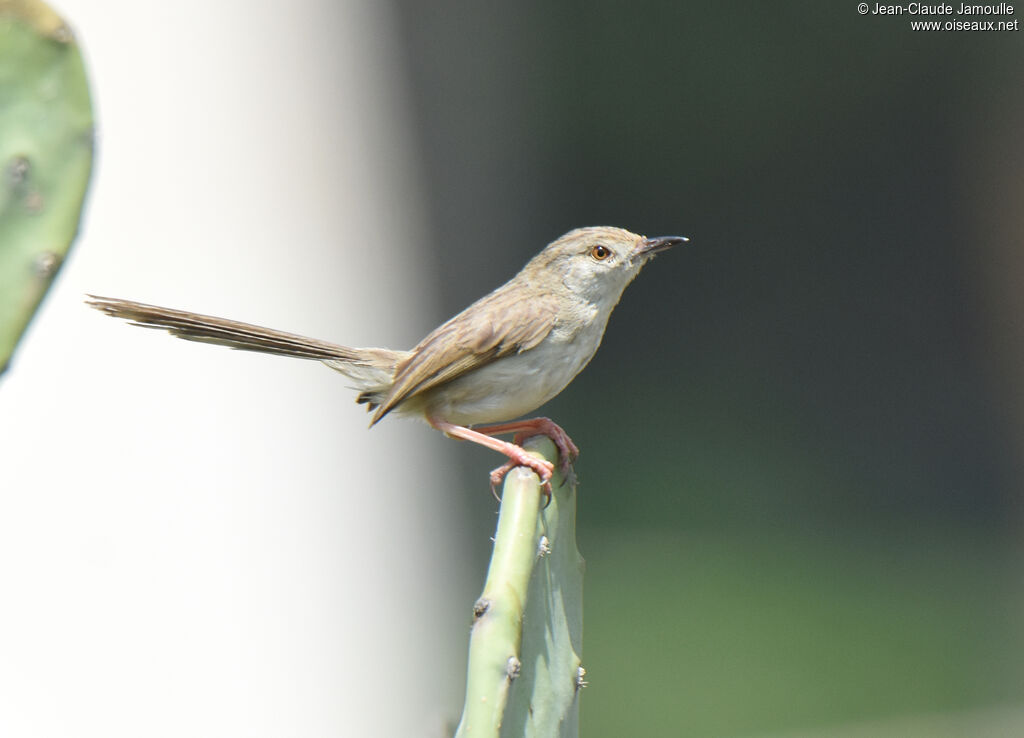 Prinia délicateadulte