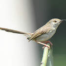 Prinia délicate