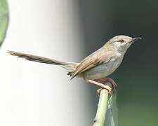 Prinia délicate