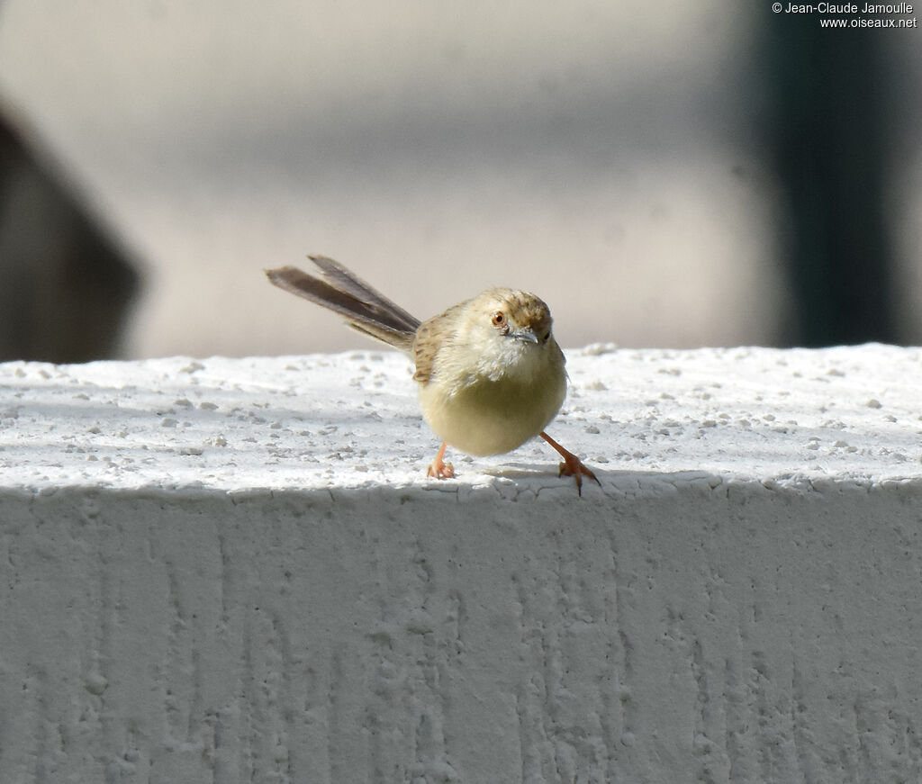 Delicate Prinia