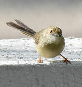 Delicate Prinia