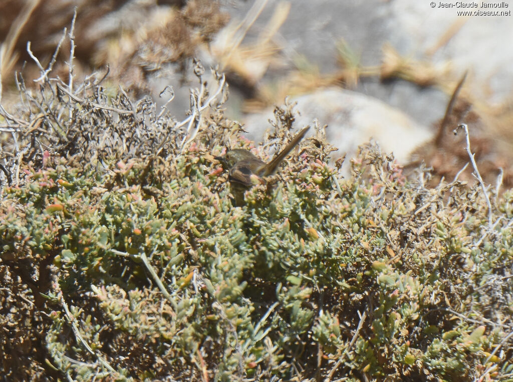 Prinia du Karroo