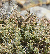 Prinia du Karroo