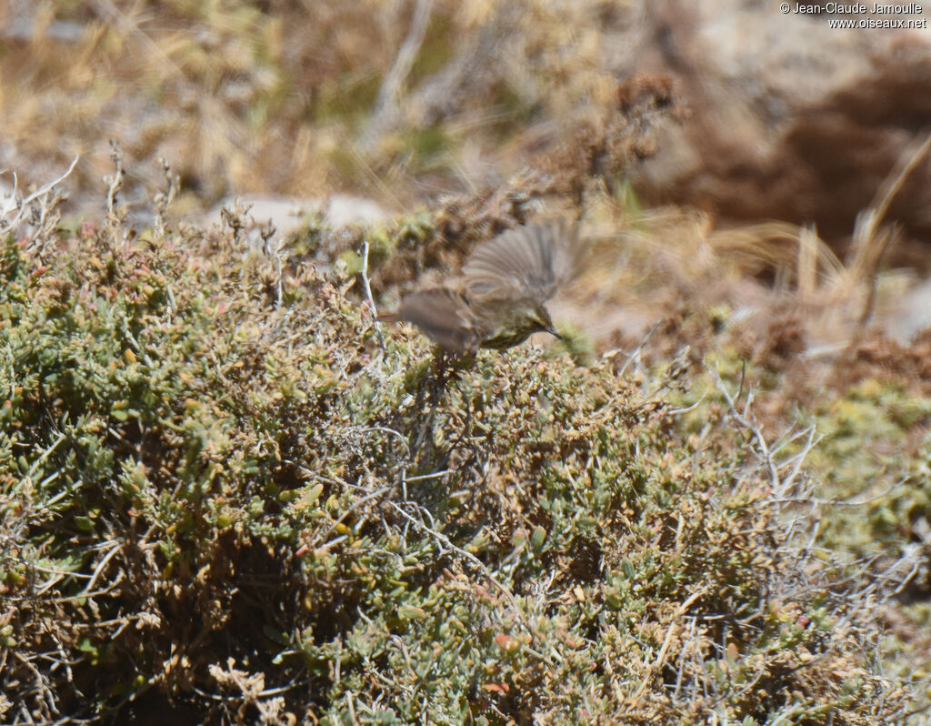 Prinia du Karroo