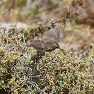 Prinia du Karroo