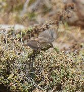 Prinia du Karroo