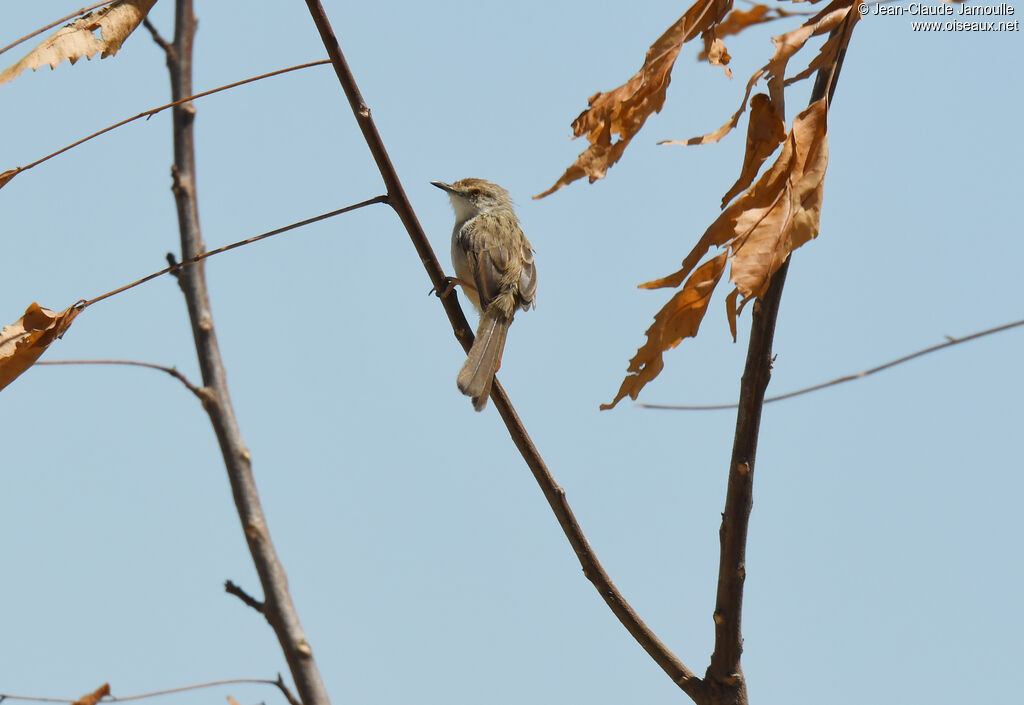 Prinia gracile