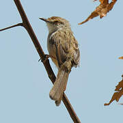 Prinia gracile