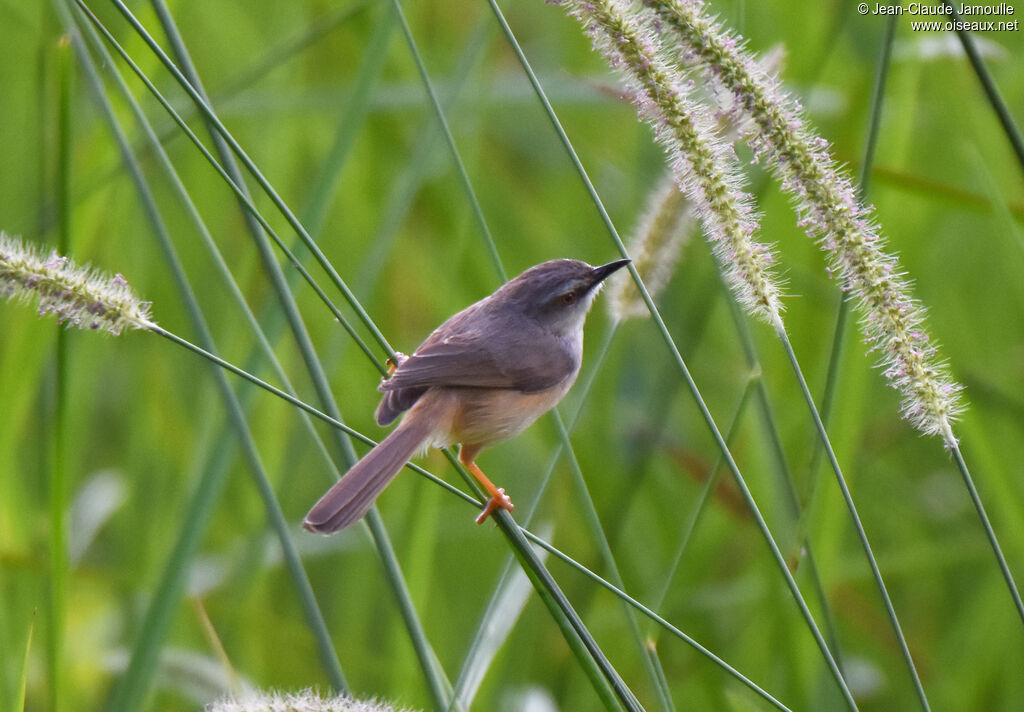 Prinia modeste mâle