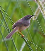 Tawny-flanked Prinia