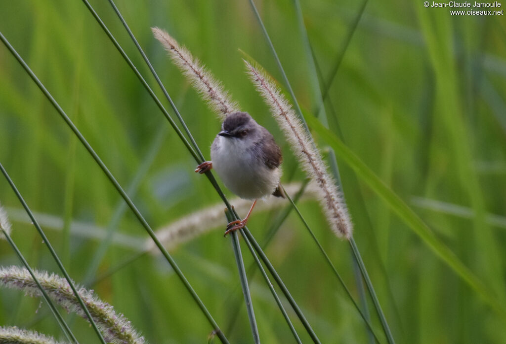 Prinia modeste