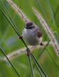 Prinia modeste