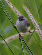 Tawny-flanked Prinia