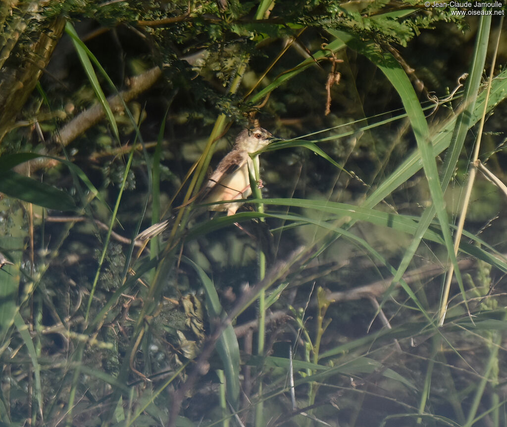 Prinia modesteadulte