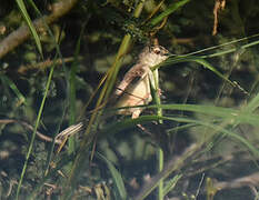 Tawny-flanked Prinia