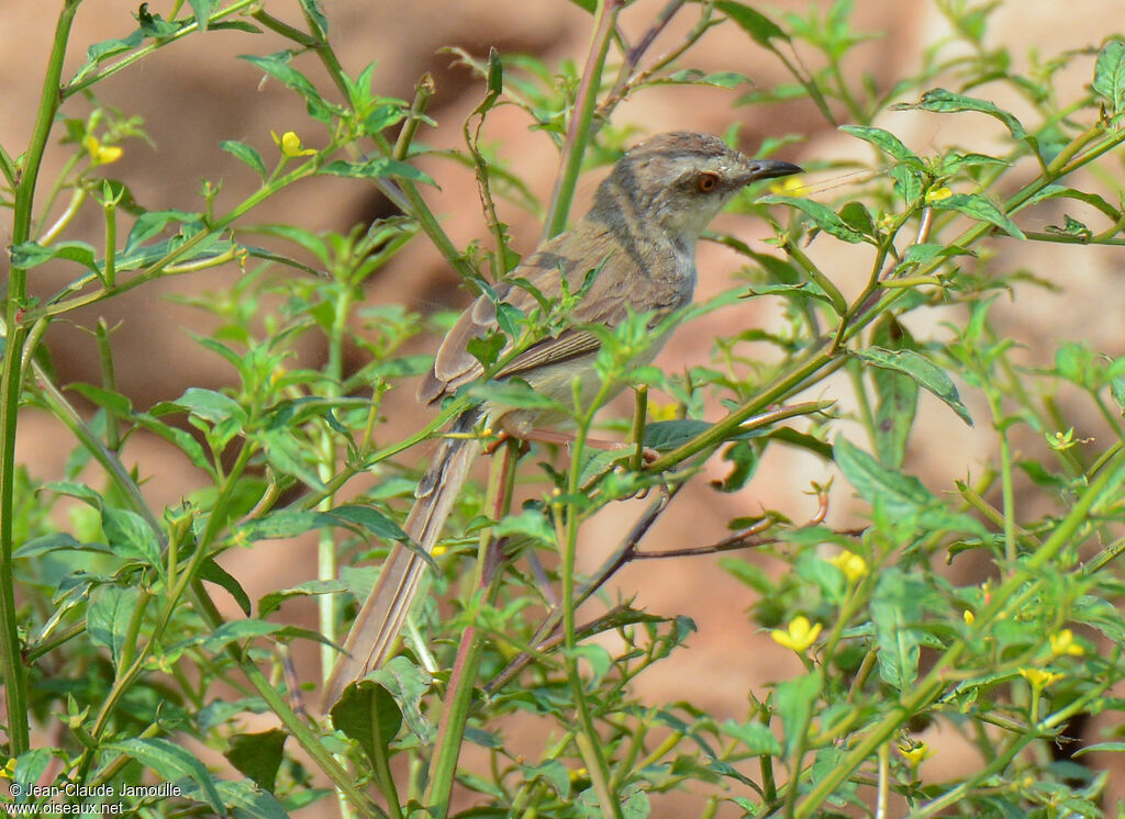 Prinia simple