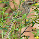 Prinia simple