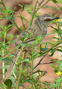 Plain Prinia