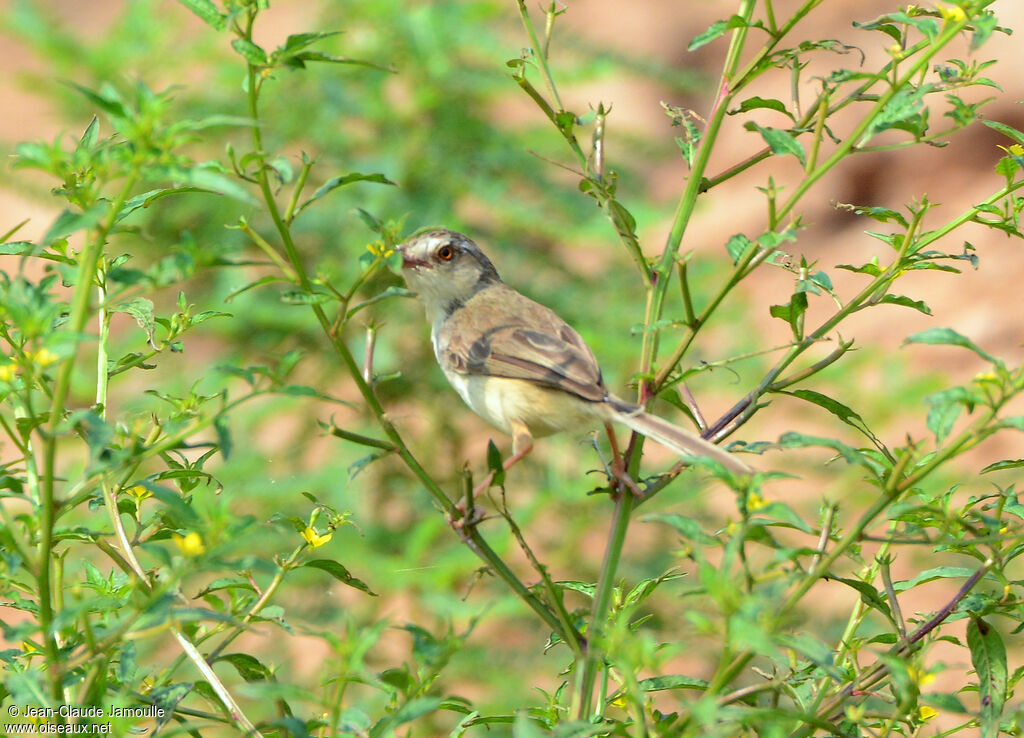 Plain Prinia, feeding habits