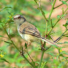 Prinia simple