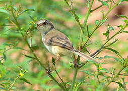 Prinia simple