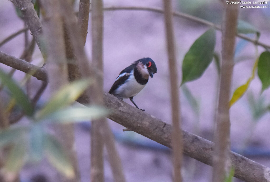 Brown-throated Wattle-eye