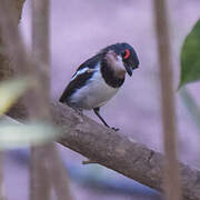 Brown-throated Wattle-eye