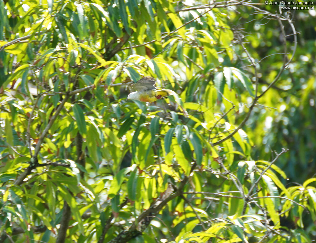 White-capped Fruit Doveadult, Flight