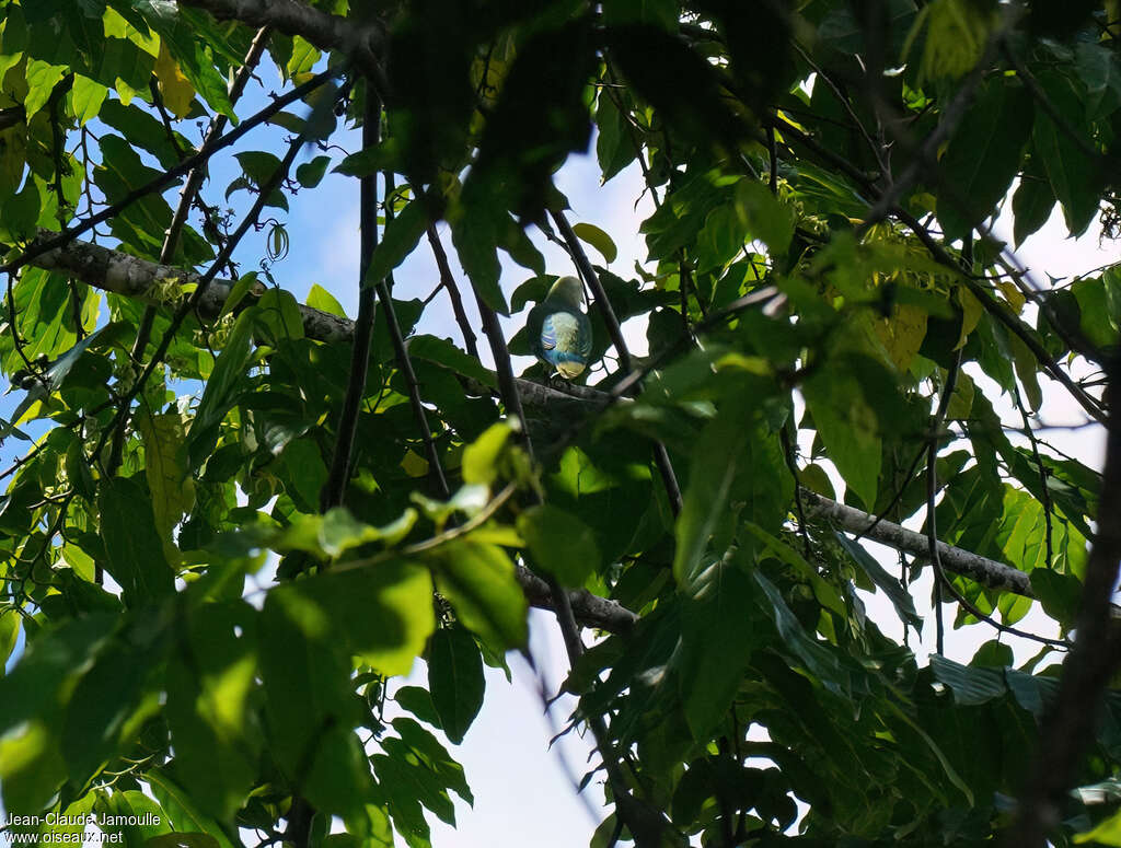 Raiatea Fruit Doveadult
