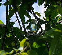 Raiatea Fruit Dove