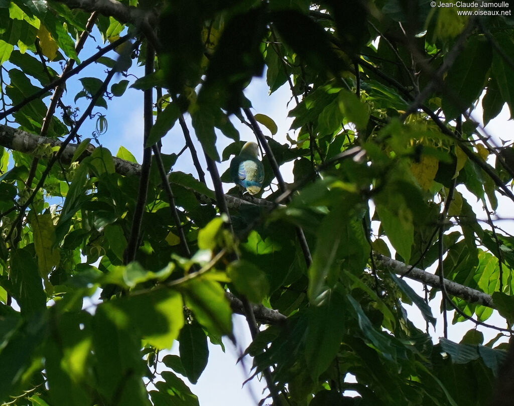 Raiatea Fruit Doveadult