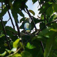 Ptilope de Raiatea