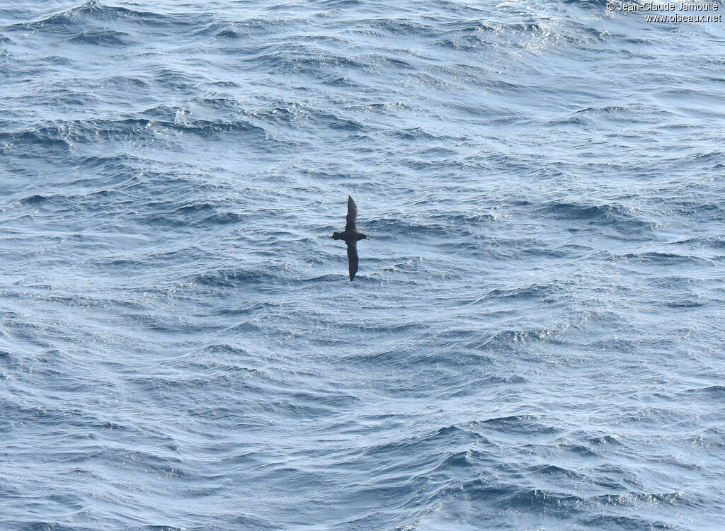 White-chinned Petreladult