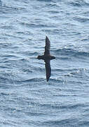 White-chinned Petrel