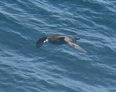 White-chinned Petrel