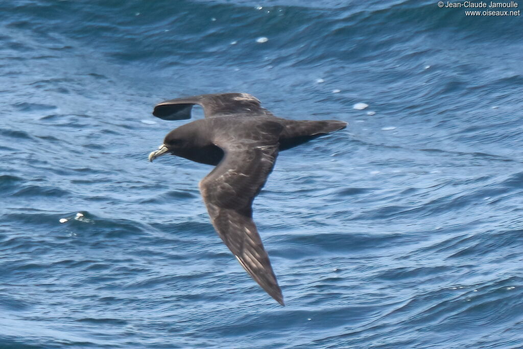 Puffin à menton blancadulte