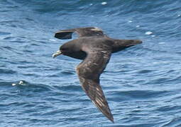 White-chinned Petrel