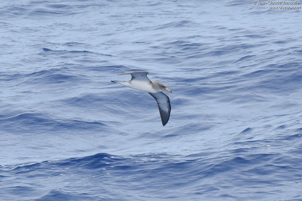 Cory's Shearwater