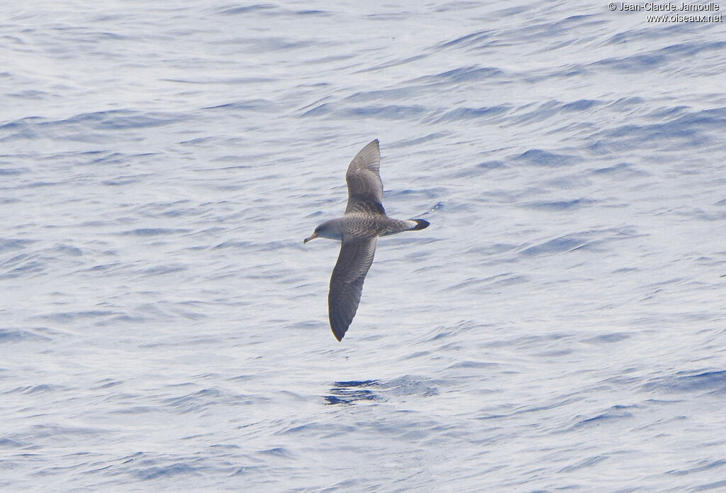 Cory's Shearwater