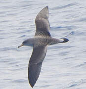 Cory's Shearwater