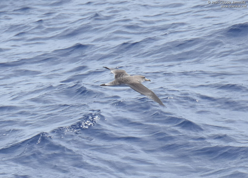 Cory's Shearwater