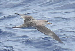 Cory's Shearwater