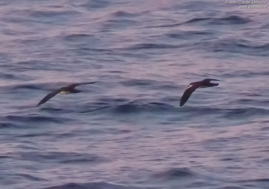 Tropical Shearwater