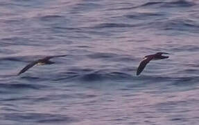 Tropical Shearwater